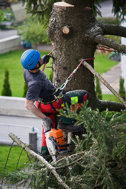 How Our Tree Care Process Works  in  Finderne, NJ