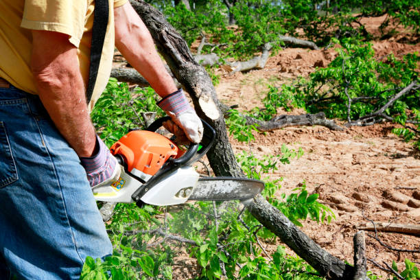 Trusted Finderne, NJ Tree Care Services Experts